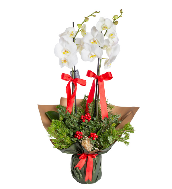 Sepette Yılbaşı Kokinaları