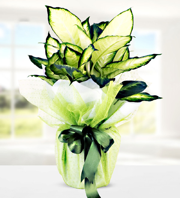 Lüks Çiçek Sepeti